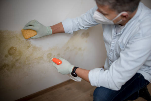 Best Emergency Mold Remediation in St Martinville, LA