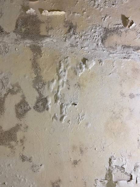 Best Mold Remediation for Specific Building Types in St Martinville, LA