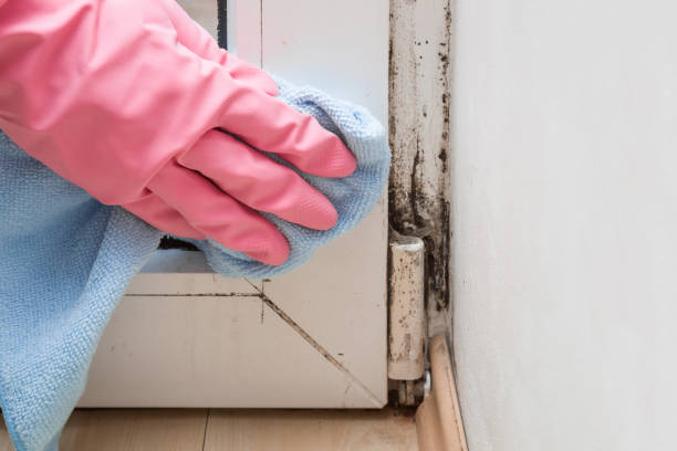 Best Post-Flood Mold Remediation in St Martinville, LA